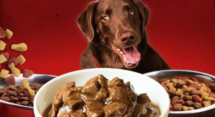 Thành phần dinh dưỡng có trong hạt thức ăn cho chó Smartheart đầy đủ và cân bằng giúp cho cún cưng phát triển một cách toàn diện