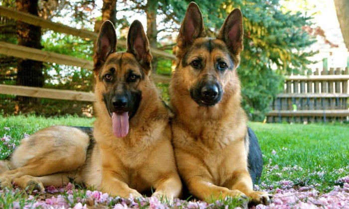 Thức ăn cho chó cảnh Royal Canin được chia làm hai loại là: Thức ăn dành cho chó nhỏ dưới 10kg và thức ăn cho chó trưởng thành (Nguồn: Internet)