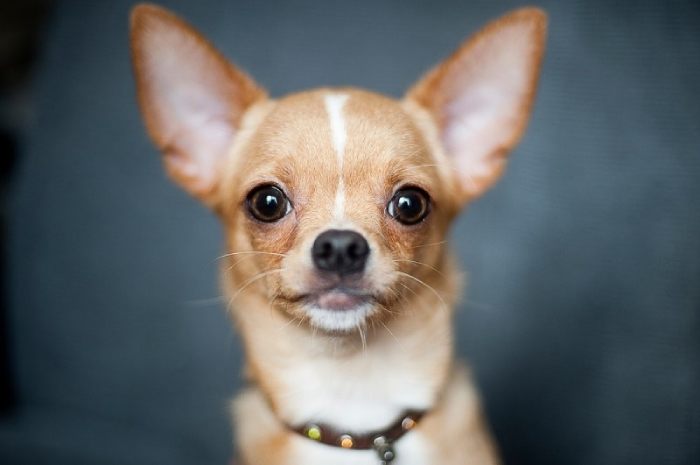 Đôi khi thức ăn cho chó Chihuahua không chỉ cần đủ, đúng mà còn phải phù hợp với sở thích và nhu cầu của những "quý cậu Gâu Gâu" (Nguồn: Internet)