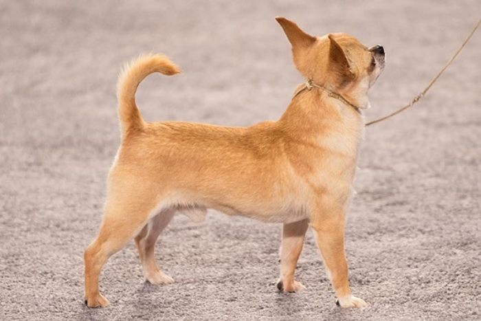 Trên đây là danh sách một số loại thức ăn cho chó Chihuahua mà bạn nên tránh không nên cho chó ăn để ảnh hưởng đến sức khỏe (Nguồn: Internet)