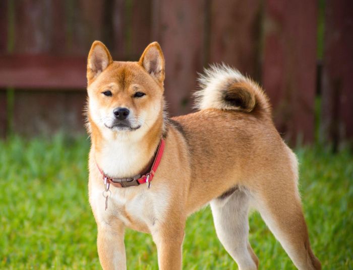 Bạn đã biết "chó Shiba Inu ăn gì? và những loại thức ăn cho chó Shiba chưa?" (Nguồn: Internet)
