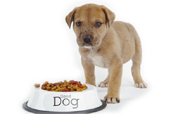 Với chó nhỏ thì chỉ cần 20g/1ng, còn với loại vừa thì 30g/ng, cho to thì bạn cho ăn khoảng 100g/ng, nếu còn thắc mắc về liều lượng cho chó ăn, có thể inbox nhờ chuyên viên bán hàng tư vấn (Nguồn: Internet)