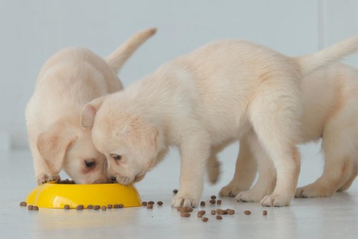 Thức ăn cho chó bao 20kg của SmartHeartcó thể sử dụng ngay mà không cần chế biến, sản phẩm dễ bảo quản (Nguồn: Internet)