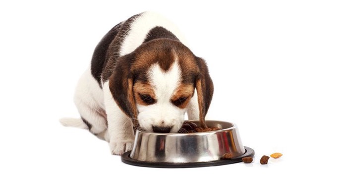 Thức ăn khô cho chó con 2 tháng tuổi là sự lựa chọn của những ai nuôi thú cưng nhỏ nhưng không có đủ thời gian để chuẩn bị thức ăn tưới hay nấu (Nguồn: Internet)