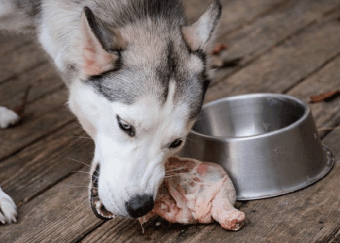 Bài viết này sẽ chia sẻ về thông tin thức ăn cho chó 2 tháng tuổi, hãy theo chân Petnus tìm hiểu về nội dung này nhé! (Nguồn: Internet)
