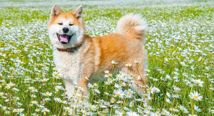  Bạn nên mua thức ăn cho chó Akita tại các cửa hàng thú cưng nổi tiếng để được đảm bảo (Nguồn: Internet)