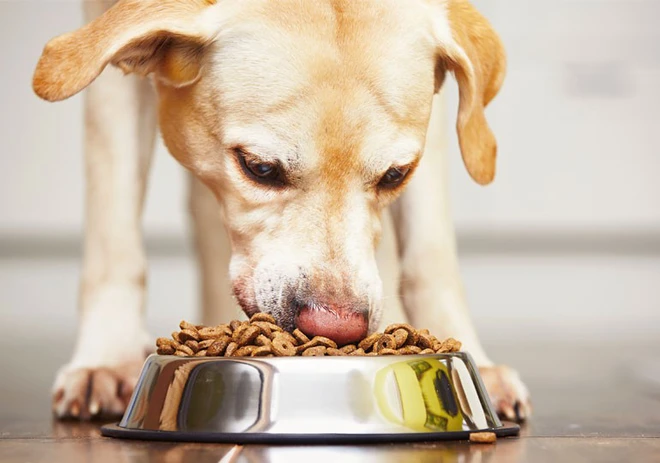 Có rất nhiều thương hiệu thức ăn khô cho chó nhưng trong bài viết này hãy cùng chúng tôi đánh giá xem những bất ngờ thức ăn cho chó Ganador mang lại. (Nguồn: Internet)