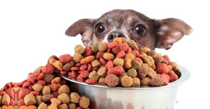 Thức ăn cho chó Ganador có tỉ lệ protein cao lên đến 26%, với thành phần đặc biệt cực kì dinh dưỡng cùng với vitamin E và Salenium (Nguồn: Internet)