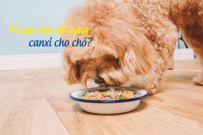 Thức ăn bổ sung canxi cho chó